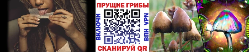 Галлюциногенные грибы прущие грибы  Качканар 